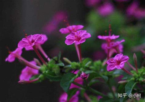 夜来香花|夜来香是一种什么花？有毒吗？花期是几月？